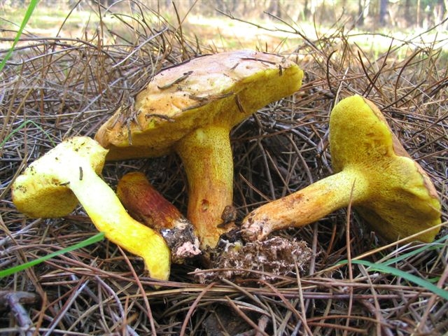 Suillus collinitus e Suilus sp.